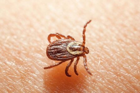Enfermedad de Lyme