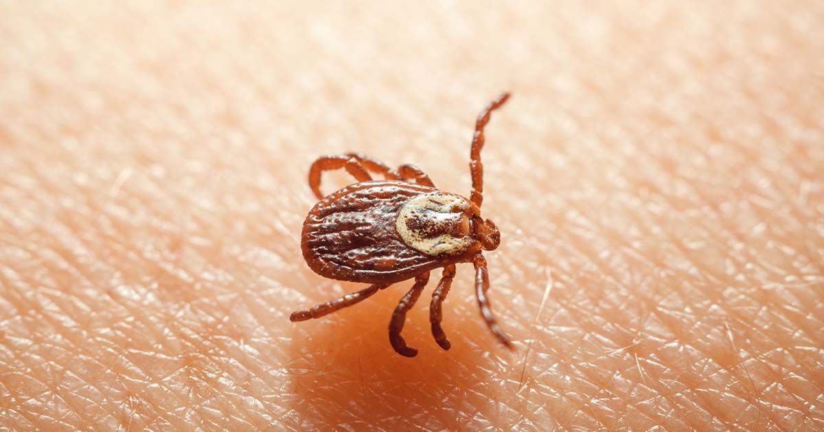 Enfermedad De Lyme: Causas, Síntomas Y Tratamiento