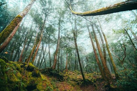 Aokigahara