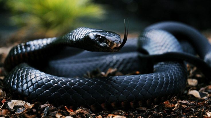 10 animales más peligrosos del mundo