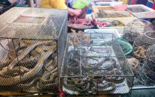 mercados de animales exóticos
