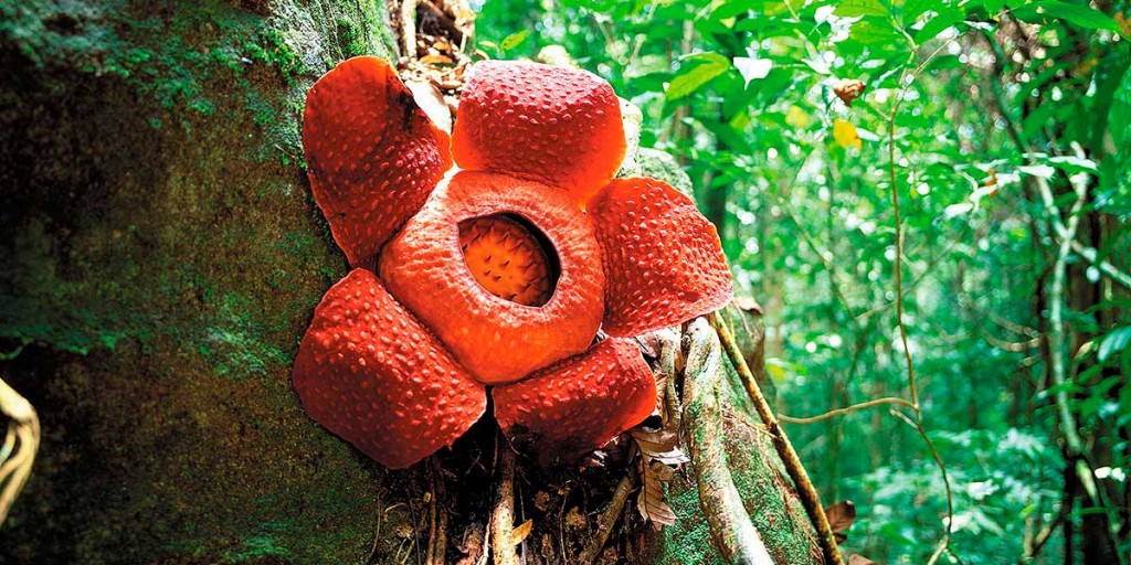 curiosidades sorprendentes de Malasia